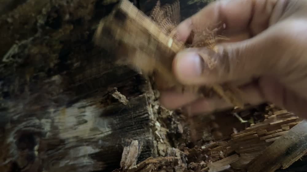 Rot-affected structural timber pulled apart by hand, leaving a void